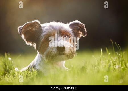 Porträt eines glücklichen Hundes im Gras. Niedlicher Terrier, der sich während des Sommertages im Garten ausruhen kann. Stockfoto