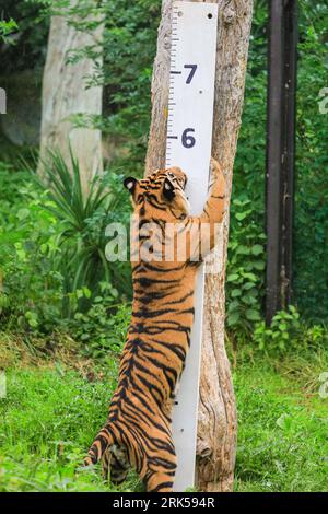 London, Großbritannien. August 2023. Die Naben überprüfen zuerst das Messlineal. Die vom Aussterben bedrohten Sumatra-Tiger Azim (männlich), Geisha (weiblich) und ihre 14 Monate alten Jungen Crispin und Zach folgen einer Duftspur aus Curry-Pulver, die zum und um das Messlineal angeordnet ist. Beim jährlichen Wiegen im ZSL London Zoo nimmt der Tierhalter das Gewicht und andere Messungen seiner Tiere. Dies hilft, das Wohlbefinden der Tiere zu verfolgen und kann eine frühe Schwangerschaft erkennen. Quelle: Imageplotter/Alamy Live News Stockfoto