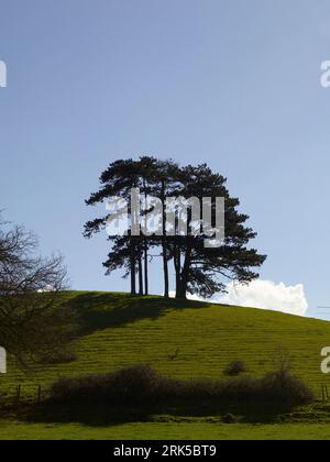 Silhouetten von Bäumen auf einem Hügel in den Yorkshire Dales, Nordengland, Großbritannien Stockfoto