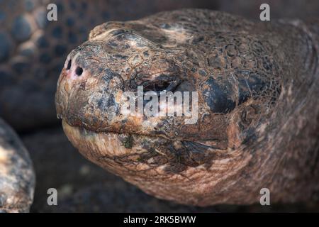 Riesenschildkröte auf der Insel Galapagos, Ecuador Stockfoto