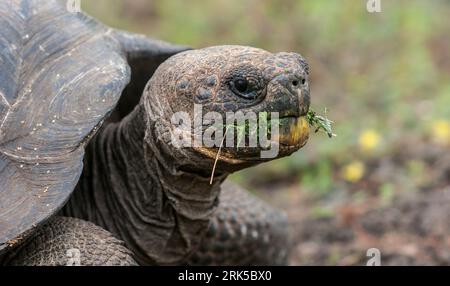 Riesenschildkröte auf der Insel Galapagos, Ecuador Stockfoto
