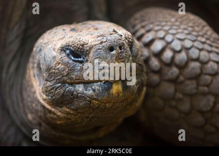 Riesenschildkröte auf der Insel Galapagos, Ecuador Stockfoto