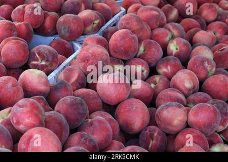 A close-up shot of a selection of peach-filled containers, with one white container standing out amongst the others Stock Photo