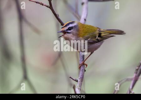 Eine Nahaufnahme einer gemeinsamen Feuerstelle (Regulus ignicapillus) auf dem Baumzweig Stockfoto