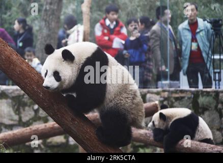 Bildnummer: 53739588 Datum: 20.01.2010 Copyright: imago/Xinhua (100120) -- SHANGHAI, 20. Januar 2010 (Xinhua) -- Riesenpandas spielen im Shanghai Zoo in Shanghai, der Austragungsstadt der Weltausstellung 2010, in Ostchina, 20. Januar 2010. Die zehn Pandas wurden der Öffentlichkeit am Mittwoch gezeigt, nachdem sie sich hier am 5. Januar niedergelassen hatten. (Xinhua/Pei Xin) (jl) (2)CHINA-SHANGHAI-EXPO-GIANT PANDA (CN) PUBLICATIONxNOTxINxCHN Tiere Panda Riesenpanda kbdig xsk 2010 quer o00 Bär, Pandabär Bildnummer 53739588 Datum 20 01 2010 Copyright Imago XINHUA Shanghai Jan 20 2010 XINHUA Giant Pandas Spiel IM Shanghai Zoo in Shanghai Stockfoto