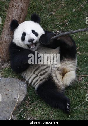 Bildnummer: 53739590  Datum: 20.01.2010  Copyright: imago/Xinhua (100120) -- SHANGHAI, Jan. 20, 2010 (Xinhua) -- Giant pandas play at Shanghai Zoo in Shanghai, the host city of the 2010 World Expo, in east China, Jan. 20, 2010. The ten pandas were shown to the public on Wednesday after they settled here in Jan. 5. (Xinhua/Pei Xin) (jl) (4)CHINA-SHANGHAI-EXPO-GIANT PANDA (CN) PUBLICATIONxNOTxINxCHN Tiere Panda Riesenpanda kbdig xsk 2010 hoch  o00 Bär, Pandabär    Bildnummer 53739590 Date 20 01 2010 Copyright Imago XINHUA  Shanghai Jan 20 2010 XINHUA Giant Pandas Play AT Shanghai Zoo in Shanghai Stock Photo