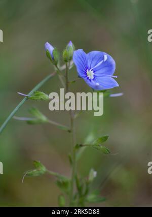 VERONICA CHAMAEDRYS oder Katzenaugen blühen im Garten Stockfoto