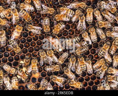 Close up shot of bees in a bee hive with honey combs working together producing honey Stock Photo