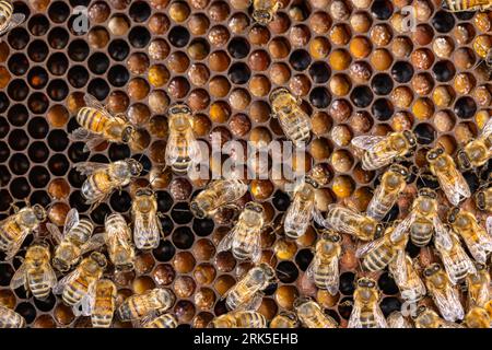 Close up of bees on honeycomb in apiary Stockfoto