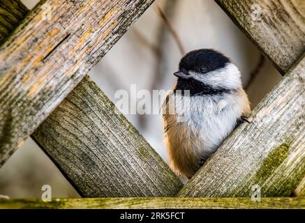 A black-capped chickadee perched on a wooden fence in a grassy meadow near a wooded area. Stock Photo