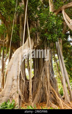 Riese Ficus Benjamin im Botanischen Garten Jardin Botanico, Puerto de la Cruz, Teneriffa, Kanarische Inseln, Spanien Stockfoto