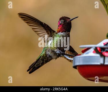 Eine Nahaufnahme von Annas Kolibri während des Fluges, der in der Nähe eines kleinen Vogelfutters schwebt Stockfoto