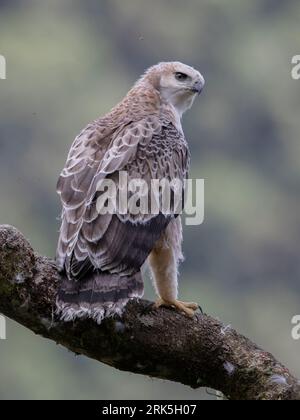 Ein unreifer Schwarzkastanienadler (Spizaetus isidori) in der , Kolumbien. IUCN-Status „gefährdet“. Stockfoto