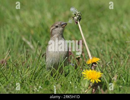 Weiblicher Hausspatz, der Löwenzahn isst Stockfoto