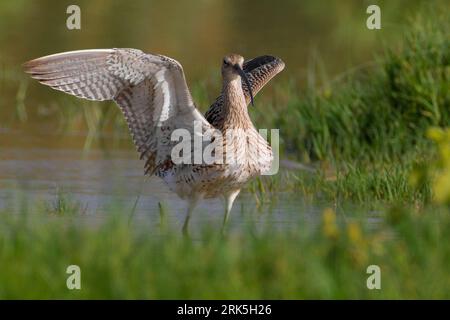 Vleugels Wulp strekkend; Eurasian Curlew stretching Flügel Stockfoto