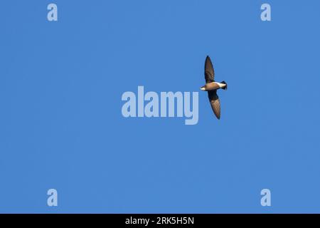 White-throated Needletail - stachelschwanzsegler - Hirundapus caudacutus, Russland, Erwachsene Stockfoto