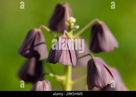 Perserfritillare, Fritillaria persica Stockfoto