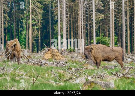 Wild Living European Wood Bison, auch Wisent oder Bison Bonasus, ist ein großes Landsäugetier und war in Europa fast ausgestorben. Stockfoto