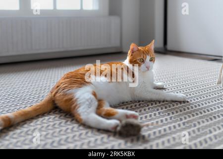 Braune und weiße Katze mit gelben Augen, die auf einem Teppich liegen Stockfoto