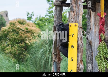 London, 24. August 2023, London Zoo Annual Wiegen-in, Western Lowland Gorillas werden beim jährlichen Wiegen im London Zoo, Lou Morris/Alamy Live News gewogen Stockfoto