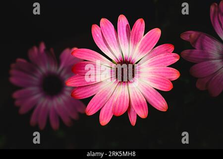 Ein rosafarbenes Gänseblümchen unter hellem Sonnenlicht auf dunklem Hintergrund Stockfoto