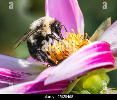 Eine weibliche gewöhnliche östliche Hummelbiene (Bombus impatiens), die eine Honka Pink Dahlia-Blume bestäubt. Long Island, New York, USA. Stockfoto