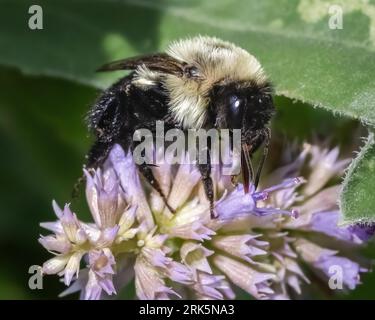 Close up of a female Bombus impatiens Bumble Bee feeding a purple lavender flower. Long Island, New York, USA Stockfoto