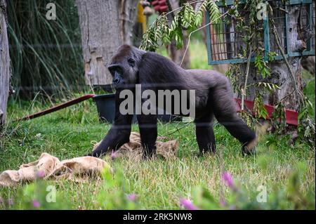 London, Großbritannien. August 2023. WESTERN Lowland Gorillas im London Zoo's Annual Wiegen in, London, Großbritannien. Kredit: Siehe Li/Picture Capital/Alamy Live News Stockfoto