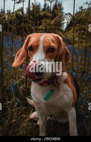 Ein Beagle steht an einem sonnigen Tag in einem Grasgebiet Stockfoto