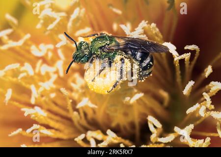 Metallic Green Bicolor Sweat Bee (Agapostemon virescens) Bestäubung und Nahrungssuche auf einer Gelben Rose von Texas Kaktusblume, Long Island, New York. Stockfoto