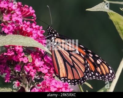 A beautiful endangered Monarch Butterfly (Danaus plexippus) feeding on a pink Miss Molly butterfly bush. Long Island, New York, USA Stockfoto