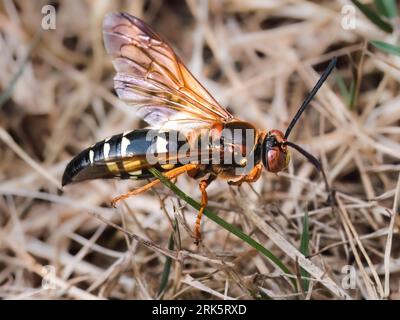 Nahaufnahme einer großen Cicada-Killerwespe (Sphecius speciosus) auf getrocknetem Gras. Long Island, New York, USA Stockfoto