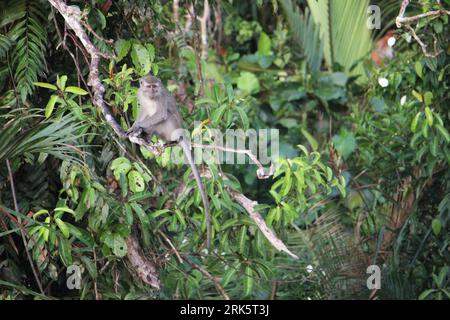 A small monkey sitting on the branch of a lush tree, surrounded by greenery and foliage Stockfoto