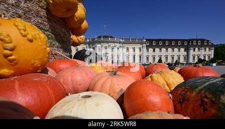 24 August 2023, Baden-Württemberg, Ludwigsburg: Pumpkins are set up in the park in the Blühenden Barock in Ludwigsburg as part of a pumpkin exhibition in front of the Residenzschloss. (to dpa 'Hundreds of thousands of pumpkins again decorate the park in Ludwigsburg') Photo: Bernd Weißbrod/dpa Stock Photo