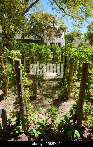 A scenic rural landscape featuring a green vineyard. Franschhoek, South Africa. Stockfoto