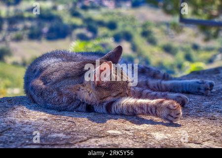 A tabby cat perched atop a large gray rock near a riverbank Stockfoto