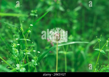 A single dandelion growing amongst tall blades of grass in a tranquil outdoor setting Stock Photo
