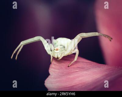 Eine Nahaufnahme einer Goldrute-Krabbenspinne auf einem Blütenblatt mit Blick auf die Kamera. Misumena vatia. Stockfoto