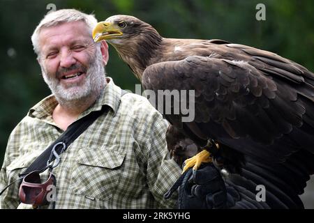 Jihlava, Tschechische Republik. August 2023. Jeden Tag fliegen Raubtiere über den Kopf. Falconer Eduard Skoloud präsentiert Greifvögel für Zoobesucher. Im Jihlava Zoo können Sie den prächtigen Weißkopfseeadler und die wunderschönen Eulen von Angesicht zu Angesicht erleben. Während des Tages können Sie eine der aufregendsten Raubvögel in der Tschechischen Republik erleben. Auf dem Foto Weißer Seeadler (Haliaeetus albicilla) genannt ''Bibi' (Bild: © Slavek Ruta/ZUMA Press Wire) REDAKTIONELLE VERWENDUNG NUR! Nicht für kommerzielle ZWECKE! Quelle: ZUMA Press, Inc./Alamy Live News Stockfoto