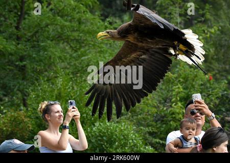 Jihlava, Tschechische Republik. August 2023. Jeden Tag fliegen Raubtiere über den Kopf. Falconer Eduard Skoloud präsentiert Greifvögel für Zoobesucher. Im Jihlava Zoo können Sie den prächtigen Weißkopfseeadler und die wunderschönen Eulen von Angesicht zu Angesicht erleben. Während des Tages können Sie eine der aufregendsten Raubvögel in der Tschechischen Republik erleben. Auf dem Foto Weißer Seeadler (Haliaeetus albicilla) genannt ''Bibi' (Bild: © Slavek Ruta/ZUMA Press Wire) REDAKTIONELLE VERWENDUNG NUR! Nicht für kommerzielle ZWECKE! Quelle: ZUMA Press, Inc./Alamy Live News Stockfoto