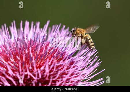 Biene auf Distelblüte, Nektarsammlung, natürliche Bestäubung Stockfoto