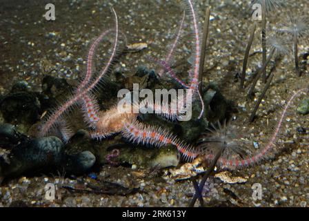 Common brittle star (Ophiothrix fragilis). Stock Photo