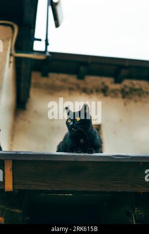 A cute black cat resting on the rooftop looking around. Stock Photo