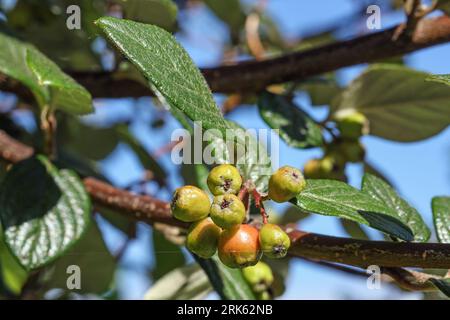Berries appearing on an Alder Buckthorn tree. Green at present but beginning to turn red. A close up image. Stockfoto