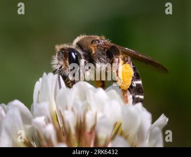 Eine winzige behaarte Andrena Mining Bee, die große Pollenkörbe trägt, während sie sich von einer weißen Kleeblume ernährt. Long Island, New York, USA Stockfoto