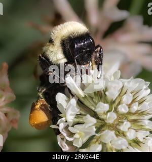 A female Common Eastern Bumble Bee (Bombus impatiens) pollinating a white clover flower. Long Island, New York, USA Stockfoto