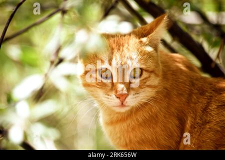 An adorable orange tabby cat perched in the branches of a tree, gazing off into the distance with a curious expression Stock Photo