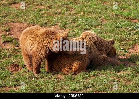 A pair of brown bears playing around in Cabarceno Natural Park, Spain Stock Photo