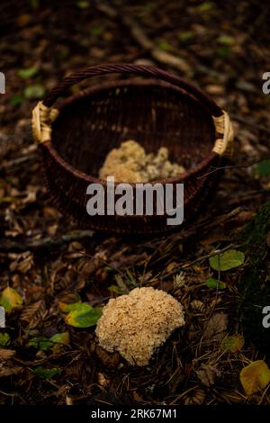 A rustic wicker basket filled with an array of fresh, wild mushrooms sits in an outdoor setting, surrounded by lush greenery Stockfoto