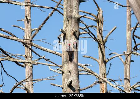 Ein männlicher Piletierspecht (dryocopus pileatus) kehrt in sein Nest zurück, um seine männliche Küken im Nest im Wollomonopag Conservation Area zu pflegen Stockfoto